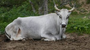 Vacca podolica allevata nelle colline murgesi
