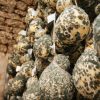 Caciocavallo in Grotta del Caseificio La Valle: il sapore autentico della tradizione per un Natale speciale